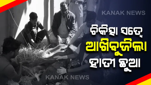 ଆଖି ବୁଜିଲା ମୟୂରଭଂଜ ଟୁଙ୍ଗୁରୁ ରିଜର୍ଭ ଜଙ୍ଗଲରୁ ଉଦ୍ଧାର ହାତୀ ଛୁଆ : ଅସୁସ୍ଥ ଶାବକକୁ ଛାଡି ଚାଲିଯାଇଥିଲା ମାଆ ହାତୀ