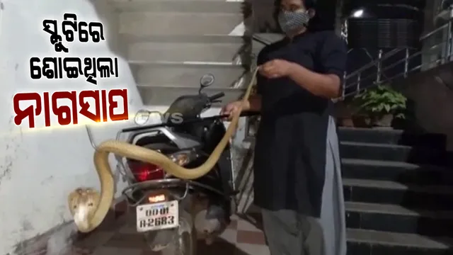 ହୋଣ୍ଡା ଆକ୍ଟିଭା ଉପରେ ୪ଫୁଟର ନାଗ । ଝାରପଡ଼ା ମହାଦେବ ନଗରର ସାପକୁ ଉଦ୍ଧାର କଲା ସ୍ନେକ ହେଲ୍ପଲାଇନ ।