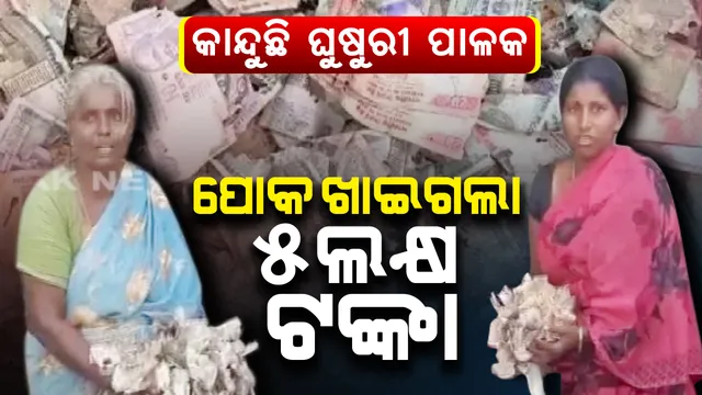 ଜୀବନ ଯାକର କଷ୍ଟ ଅର୍ଜିତ ଟଙ୍କା ଖାଇଗଲା ପୋକ, ଗୁମୁରି କାନ୍ଦୁଛନ୍ତି ଘୁଷୁରି ପାଳକ । ଜାଣନ୍ତୁ କେମିତି ପୋକ ଖାଇଗଲା ଏତେ ଗୁଡିଏ ଟଙ୍କା ?