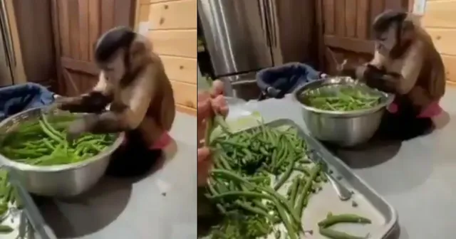 ମାଲିକର କଥା ମାନି ଫଟା ଫଟ୍ ପରିବା କାଟୁଛି ମାଙ୍କଡ । ସୋସିଆଲ ମିଡିଆରେ ଭାଇରାଲ ହେଉଛି ଭିଡିଓ, ଦେଖନ୍ତୁ...