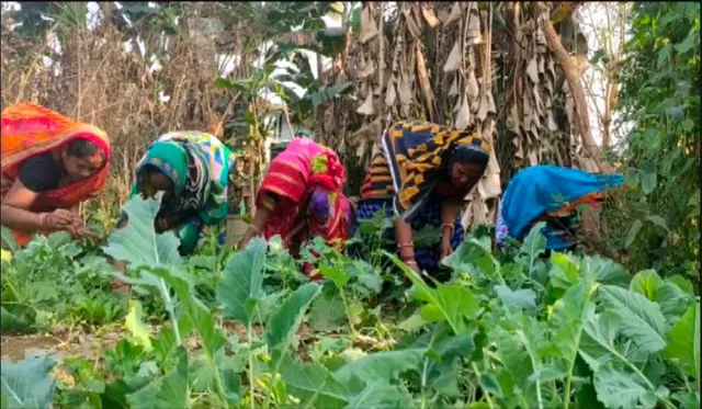 ନିଜ ବାଡିରେ ତଟକା ପରିବା ଫଳାଇଛନ୍ତି ମହିଳା । ସରକାରଙ୍କ ମୋ ବଗିଚା ଯୋଜନାରେ ସାମିଲ ହୋଇଛନ୍ତି ପୋଲସରାର ମହିଳା ଏସଏଚଜି ।
