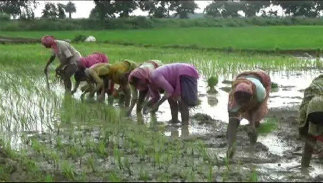 ସହରାଞ୍ଚଳ ଚାଷୀଙ୍କୁ ମିଳୁନି ‘କାଳିଆ’ ଟଙ୍କା । ପୁରୀ ଜିଲ୍ଲା ନିମାପଡାରେ ଚାଷୀ ଅସନ୍ତୋଷ । 