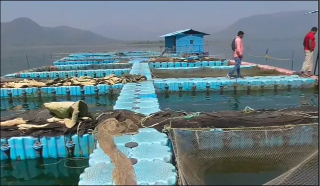 ମତ୍ସ୍ୟଜୀବୀଙ୍କୁ ରୋଜଗାର ଯୋଗାଇଛି ଗଂଜାମର ଶାଳିଆ ଡ଼୍ୟାମ୍ । ସରକାରଙ୍କ ପକ୍ଷରୁ ଡ଼୍ୟାମରେ ହେଉଛି ଜଳଙ୍ଗ ମାଛ ଚାଷ ।