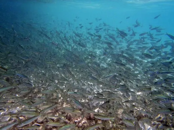 ପ୍ରଳୟର ପୂର୍ବାଭାଷ ପାଇଥିଲେ କି ଅଳକାନନ୍ଦ ନଦୀର ମାଛ ? ହିମସ୍ଖଳନ ପୂର୍ବରୁ ଦୁଇକୂଳରେ ଗଦା ହୋଇଗଲେ ହଜାର ହଜାର ମାଛ । 