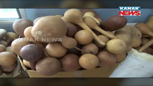 ଆଦିବାସୀଙ୍କ ପାତ୍ର ଭାବେ ବ୍ୟବହାର ଲାଉତୁମ୍ବାର ନୂଆ ଅବତାର । କାରୁକାର୍ଯ୍ୟ ଭରା ତୁମ୍ବାର ବଢିଛି ଆଦର ।