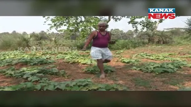 ଚାଷ କାମ ସହ ଲୋକଙ୍କ ଦୁଃଖସୁଖରେ ଯୋଡା ନମତାରା ପଂଚାୟତର ସରପଂଚ । ୧୬ ଏକର ଜମିରେ ଗହମଠୁ ପରିବା ଯାଏଁ କରୁଛନ୍ତି ଚାଷ ହୃଦାନନ୍ଦ