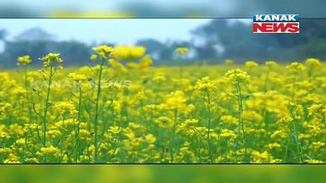 ସରକାରୀ ପ୍ରୋତ୍ସାହନ ସହ ତାଲିମର ଅଭାବ ଚାଷୀଙ୍କୁ କରୁଛି ନିରାଶ । କ୍ଷେତରେ ସୋରିଷ ଚାଷ କରିବାକୁ ଚାହୁଁନାହାନ୍ତି ଚାଷୀ ।