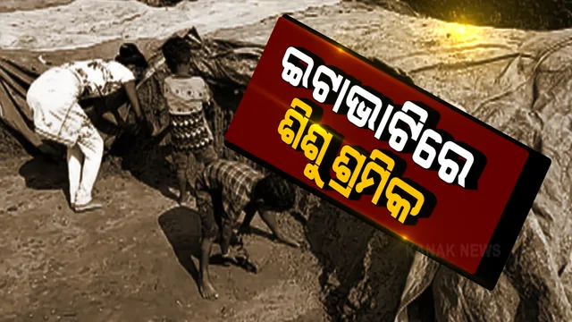 ଗଂଜାମରେ ଗଡ଼ ବିସ୍ତାର କରୁଛନ୍ତି ଆନ୍ଧ୍ର ବେପାରୀ । କୁନି କୁନି ପିଲାଙ୍କୁ ସଜେଇ ଦେଇଛନ୍ତି ଶିଶୁ ଶ୍ରମିକ ।