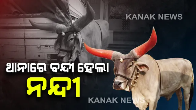 ନନ୍ଦୀ ବଳଦ ଦେଖାଇ ମାଲକାନଗିରରେ ମହିଳାଙ୍କୁ ଲୁଟ ଘଟଣା : ଲୁଟ ବ୍ୟବହୃତ ନନ୍ଦୀ ବଳଦ ସହ ବନ୍ଧା ହେଲେ ୪ ଠକ
