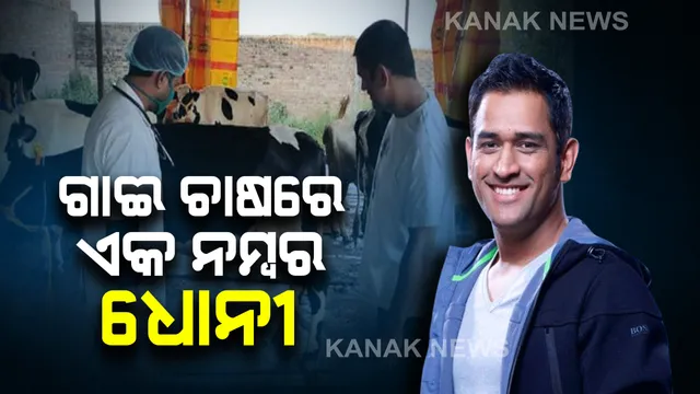 ଗୋପାଳନ କ୍ଷେତ୍ରରେ ଧୋନୀ ନମ୍ବର ୱାନ୍ । ସର୍ବଶ୍ରେଷ୍ଠ ଗୋପାଳନ ଭାବେ ମିଳିଲା ସାର୍ଟିଫିକେଟ୍, ହେଲେ ସମ୍ମାନିତ