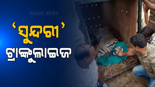 ଶେଷରେ ଫେରିଗଲା ‘ସୁନ୍ଦରୀ’ । ଯନ୍ତାକୁ ନଆସିବାରୁ ବାଘୁଣୀ ସୁନ୍ଦରୀକୁ କରାଗଲା ଟ୍ରାଙ୍କୁଲାଇଜ୍, ସ୍ୱତନ୍ତ୍ର ଗାଡିରେ ଓଡ଼ିଶାରୁ ମଧ୍ୟପ୍ରଦେଶକୁ ହେଉଛି ସ୍ଥାନାନ୍ତର ।