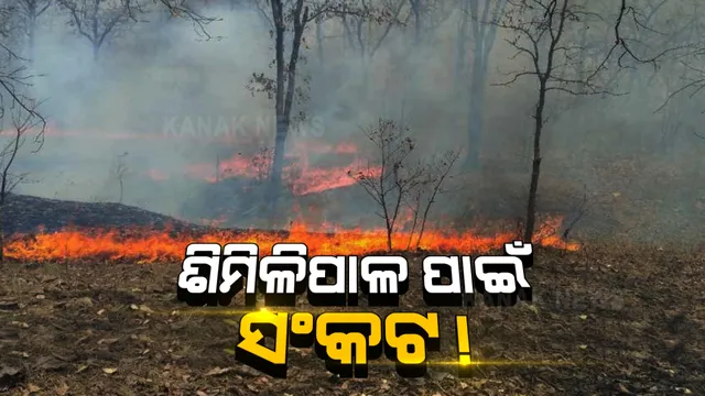 ଜଳୁଛି ଜଙ୍ଗଲ, ସଂକଟରେ ଶିମିଳିପାଳ: ସପ୍ତାହେ ହେଲାଣି ଶିମିଳିପାଳ ପାଦଦେଶରେ ଥିବା ଜଙ୍ଗଲରେ ଲାଗିଛି ନିଆଁ, କାବୁ କରିବା ପାଇଁ ବନ ବିଭାଗ ନୟାନ୍ତ । 