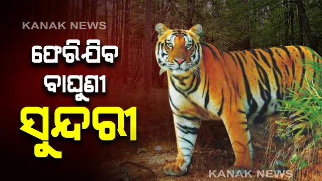 ସାତକୋଶିଆରୁ ମଧ୍ୟପ୍ରଦେଶ ଫେରିଯିବ ବାଘୁଣୀ ସୁନ୍ଦରୀ । ଅନୁଗୁଳରେ ପହଞ୍ଚିଲେ ମଧ୍ୟପ୍ରଦେଶ ବନ ବିଭାଗର ଟିମ୍ ।