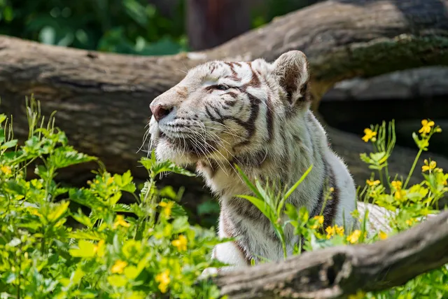 ନନ୍ଦନକାନନରେ ନୂଆ ଅତିଥି । ବାଘୁଣୀ ବିଜୟୀ ଗର୍ଭରୁ ଜନ୍ମ ନେଲେ ୩ଟି ଶାବକ।