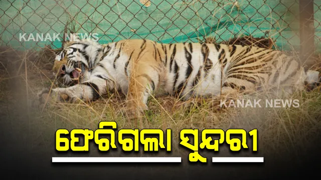 ଶେଷରେ ଓଡିଶାରୁ ଫେରିଗଲା ସୁନ୍ଦରୀ : ଟ୍ରାଙ୍କୁଲାଇଜ୍ ପରେ କାହ୍ନା ବ୍ୟାଘ୍ର ଅଭୟାରଣ୍ୟକୁ ନେଲେ ମଧ୍ୟପ୍ରଦେଶର ଟିମ୍