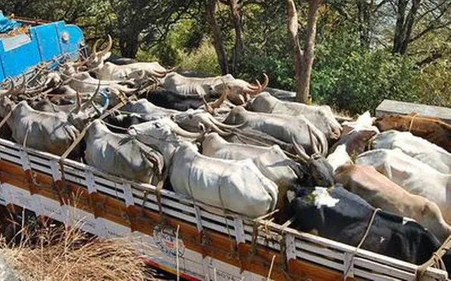 କଣ୍ଟେନରରେ ହେଉଥିଲା ଗୋ-ଚାଲାଣ । ଅଟକାଇବାରୁ ଗୋ-ସୁରକ୍ଷା କର୍ମୀଙ୍କୁ ମାଡ ମାରିଲେ ଗୋରୁ ମାଫିଆ ।