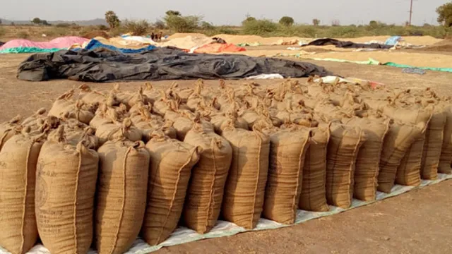 ଏବେ ବି ମଣ୍ଡିରେ ପଡି ରହିଛି ଧାନ । ପଦ୍ମପୁରଠାରୁ ଆରମ୍ଭ କରି ପୋଲସରା,ସବୁଠି ଚାଷୀଙ୍କ ସମାନ ଅବସ୍ଥା ।