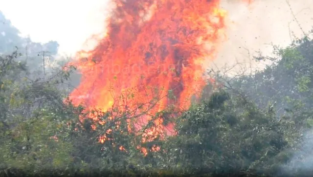 ଚନ୍ଦକା ଜଙ୍ଗଲରେ ଲାଗିଛି ନିଆଁ । ଦିନ ବଢିବା ସହ ଅଭୟାରଣ୍ୟ ଭିତରକୁ ମାଡି ଯାଉଛି ନିଆଁର ପ୍ରକୋପ