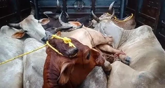 ୨ଟି କଣ୍ଟେନରରୁ ଶହେରୁ ଅଧିକ ଗୋରୁ ଉଦ୍ଧାର : ଶେରଗଡ ଟୋଲ ପ୍ଲାଜା ନିକଟରୁ ଉଦ୍ଧାର କଲା ପୋଲିସ