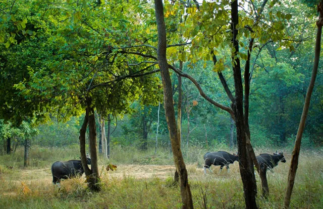 ପାଣିପାଗର ଅସ୍ବାଭାବିକ ପରିବର୍ତ୍ତନ : ଜଂଗଲରେ ଜଳକଷ୍ଟ: ବନ୍ୟପ୍ରାଣୀ ଛଟପଟ