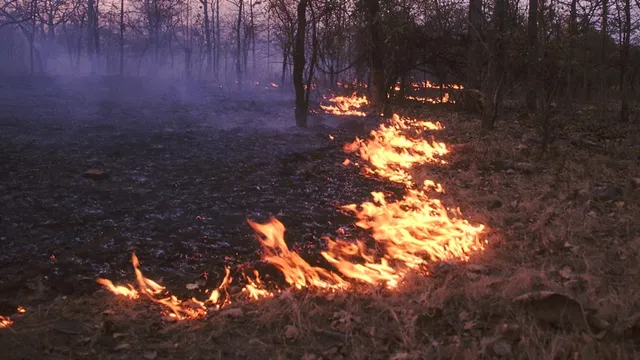 ଜଙ୍ଗଲ ନିଆଁ ପ୍ରସଙ୍ଗରେ ରାଜ୍ୟ ସରକାରଙ୍କ ସହ ଆଜି କେନ୍ଦ୍ରୀୟ ଟିମର ଆଲୋଚନା :  ଶିମିଳିପାଳ ପରେ ଚନ୍ଦକା ବନାଂଚଳ ବୁଲି ଦେଖିଥିଲା ଟିମ୍