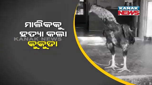 ତେଲେଙ୍ଗାନାରୁ ଆସିଲା ଚକିତ କଲା ଭଳି ଖବର । ମାଲିକକୁ ମାରି ଥାନାରେ ବନ୍ଧା ପଡିଛି କୁକୁଡା ।
