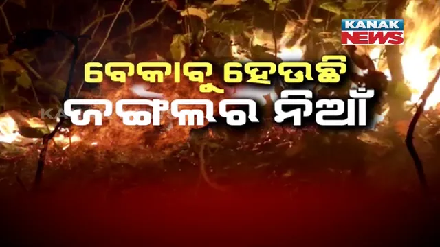 ଶିମିଳିପାଳରେ ବଢୁଛି ସଂକଟ । କୋର୍ ଅଂଚଳରେ ୫ କିଲୋମିଟର ଧରି ଜଳୁଛି ନିଆଁ, କାବୁ କରିବାକୁ ନୟାନ୍ତ ବନ ବିଭାଗ ।