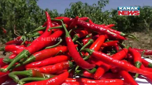 ଭିତ୍ତିଭୂମି ଓ ପ୍ରୋତ୍ସାହନ ଅଭାବରୁ ଲଙ୍କାଚାଷରୁ ମୁହଁ ଫେରାଉଛନ୍ତି କୁଚିଣ୍ଡାର ଚାଷୀ । ପୁଣି ଚାଷୀଙ୍କୁ ମୂଳ ବେଉସାକୁ ଫେରାଇବା ପାଇଁ ଉଦ୍ୟମ କରୁଛନ୍ତି ସରକାର ।