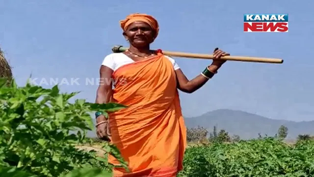 ଦାଦନ ନୁହେଁ ଚାଷ ପାଲଟିଛି ରୋଜଗାରର ନୂଆ ପନ୍ଥା । ଚିତ୍ରକୋଣ୍ଡାର ସୁବର୍ଣ୍ଣା ପାଲଟିଛନ୍ତି ଅନ୍ୟଙ୍କ ପାଇଁ ପ୍ରେରଣା ।