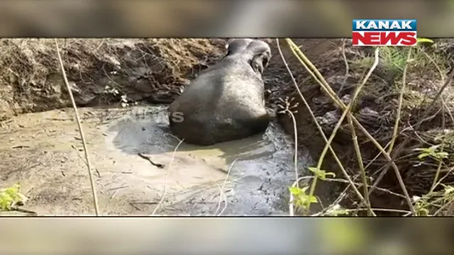 ଗାତ ଭିତରେ ଖସିପଡିଥିଲା ବଣୁଆ ହାତୀ । ଜେସିବି ଲଗାଇ ଗାତରୁ ହାତୀକୁ ଉଦ୍ଧାର କଲା ବନ ବିଭାଗ ।