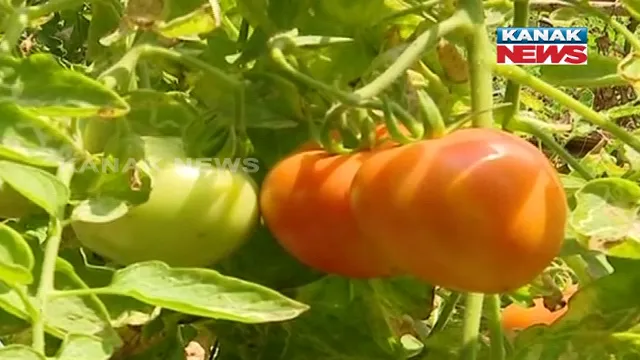 ସମ୍ବଲପୁରରେ ଟମାଟୋର ଅଭାବୀ ବିକ୍ରି : ମିଳୁନି ଉଚିତ ଦାମ, ବିଲ ଛାଡି ଦେଉଛି ଚାଷୀ