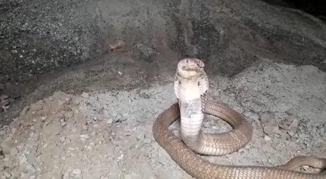 ଫଁ ଫଁ ତମ୍ପ... ଆହତ ତମ୍ପ ସାପର ରାସ୍ତା ରୋକ୍ । ଘଣ୍ଟା ଘଣ୍ଟା ଗମନାଗମନ ବାଧାପ୍ରାପ୍ତ....