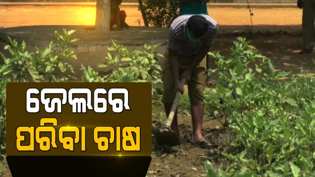 ଜେଲରେ କଏଦୀ କରୁଛନ୍ତି ପରିବା ଚାଷ । ଜେଲରେ ଥିବା ଅନ୍ତେବାସୀଙ୍କୁ ଆତ୍ମନିର୍ଭରଶିଳ କରିବା ପାଇଁ ଜେଲ କର୍ତ୍ତୃପକ୍ଷଙ୍କ ପ୍ରୟାସ ।