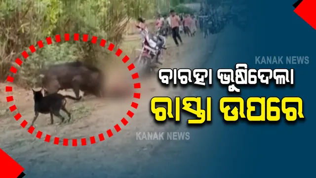 ଭଂଜନଗରରୁ ଆସିଲା ଲୋମଟାଙ୍କୁରା ଚିତ୍ର : ରାସ୍ତା ଉପରେ ଜଣଙ୍କୁ ଗୋଡେଇ ଗୋଡେଇ ଆକ୍ରମଣ କଲା ଜଙ୍ଗଲୀ ବାରହା; ଗୁରୁତର ଡାକ୍ତରଖାନାରେ ଭର୍ତ୍ତି