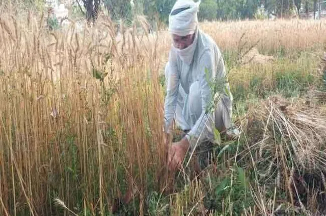 ଆଇଏଏସ ଅଫିସର ହେବ ତ ଏମିତି । ଅଫିସ ସରିଲେ ବିଲରେ ପକାନ୍ତି ଡେରା, ଚାଷ କରନ୍ତି, ଅନ୍ୟମାନଙ୍କ ପାଇଁ ପ୍ରେରଣା ସାଜିଛନ୍ତି ।