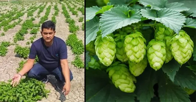 ଭାରତରେ ଫଳିଲା ମହଙ୍ଗା ପରିବା । ବିହାରର ଯୁବ ଚାଷୀ କଲେ କମାଲ, କିଲୋ ପ୍ରତି ଦର ଲକ୍ଷେ ଟଙ୍କା!