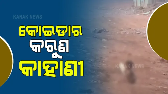 କନ୍ଦାଇଦେବ କୋଇଡ଼ାର କରୁଣ କାହାଣୀ : ଅଇଁଠା ଖଲିକୁ ଚାଟି ଚାଟି ଖାଉଛି କୁନି ପୁଅ; ସୋସିଆଲ ମିଡ଼ିଆରେ ଭିଡିଓ ଭାଇରାଲ 