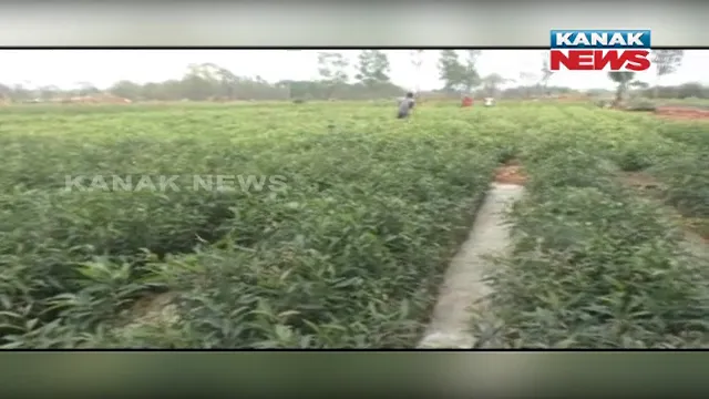 ବନ ଅଧିକାରୀଙ୍କ ପ୍ରୟାସରେ ସବୁଜମୟ ହୋଇଛି ବାରୁଣାବନ୍ତ ପାହାଡ । ପ୍ରବାସୀ ଶ୍ରମିକଙ୍କ କାମ ଦେଇ ହସ ଫୁଟାଇଲେ ବନ ଅଧିକାରୀ ।