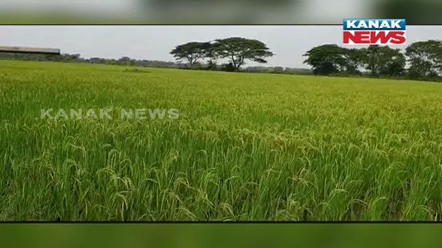 ଏଣିକି ମଧୁମେହ ରୋଗୀ ବି ଖାଇପାରିବେ ଭାତ । ଓଡିଶାରେ ସୁଗର ଫ୍ରି ଧାନ ଚାଷ କରୁଛନ୍ତି ଜଗତସିଂହପୁରର ଶରତଚନ୍ଦ୍ର ।