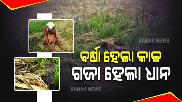 ସମ୍ବଲପୁରରେ ଚାଷ ଉଜାଡ଼ି ଦେଲା ବାତ୍ୟା ୟାସ୍ : ଏପଟେ ମିଳୁନି ଟୋକନ, ସେପଟେ ଅମଳ ହୋଇନପାରି କ୍ଷେତରେ ଗଜା ହେଉଛି ଚାଷୀର ଧାନ