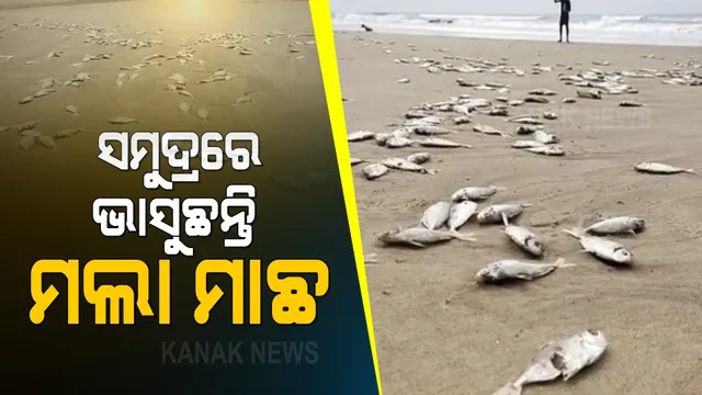 ବେଳାଭୂମିରେ ଭାସୁଛି ମଲା ମାଛ : ପୁରୀ ପେଣ୍ଠକଟା ସମୁଦ୍ର କୂଳରେ ଲାଗିଛନ୍ତି କୁଢ଼ କୁଢ଼ ମଲା ମାଛ; କ’ଣ ପାଇଁ ଏତେ ସଂଖ୍ୟାର ମାଛ ମଲେ କାରଣ ଅସ୍ପଷ୍ଟ
