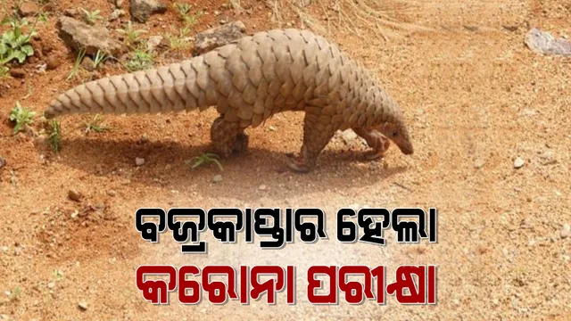 ବଜ୍ରକାପ୍ତାର ହେଲା କରୋନା ପରୀକ୍ଷା : ମୟୂରଭଞ୍ଜ ଜିଲ୍ଲା ଗହୀରାପାଳ ଗାଁରେ ଘଟିଛି ଏଭଳି ଘଟଣା 