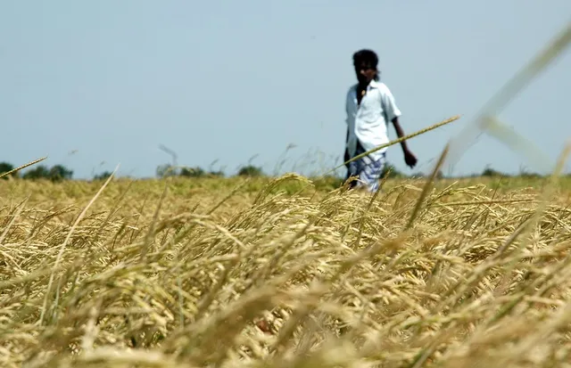 ଅଦିନିଆ ବର୍ଷାରେ ଓଦା ହୋଇଗଲା ଅମଳ ଧାନ । ଓଦା ଧାନକୁ ଖଳାରେ ସୁଖାଉଛନ୍ତି ବରଗଡ ଚାଷୀ