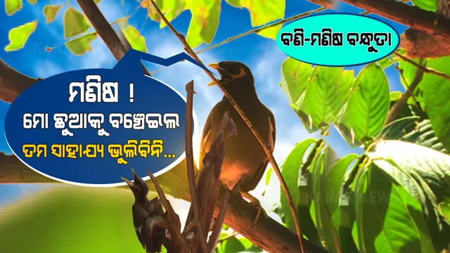 ଛଅ’ ନମ୍ବର ହସ୍ପିଟାଲରେ ଛଟପଟ ହେଉଥିଲା ବଣିଛୁଆ । ପକ୍ଷୀର ଅବୁଝା ଭାଷା ବୁଝି ଟାଇଁ ଟାଇଁ ଖରାରେ ପାଣି ପିଆଇ ଜୀବନ ବଞ୍ଚାଇଲା ମଣିଷ । ରାଜଧାନୀ ଛାତିରେ ପୁଣି ଲେଖାହେଲା ବଣି- ମଣିଷର ବନ୍ଧୁତା...