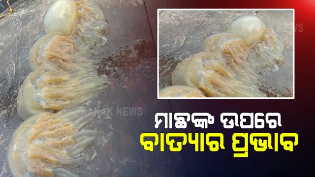 ବାତ୍ୟା ୟାସ ପ୍ରଭାବରେ ବଦଳୁଛି ସାମୁଦ୍ରିକ ପରିବେଶ : ଦୁଇ ଦିନ ଧରି ପୁରୀ ସମୁଦ୍ର କୂଳରେ ମାଛ ମଡକ ପରେ ଏବେ ମାଛ ଧରାଳିର ଜାଲରେ କୁଢ କୁଢ ଜେଲି ଫିସ