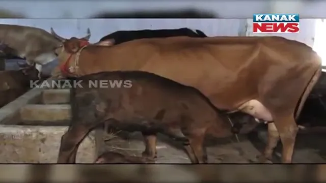 ରମାକାନ୍ତଙ୍କ ଗୋ-ପାଳନକୁ ନେଇ ଏବେ ଚର୍ଚ୍ଚା । ପ୍ରାୟ ପଚାଶଟି ଗାଇ ରଖି ନିଜେ ରୋଜଗାର କରିବା ସହ ଅନ୍ୟଙ୍କୁ ଯୋଗାଇଛନ୍ତି ଅର୍ଥ ଉପାର୍ଜନର ମାଧ୍ୟମ ।