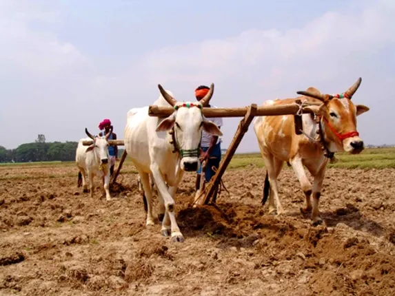ଆଜି ପବିତ୍ର ଅକ୍ଷୟ ତୃତୀୟା, ଚାଷୀର ଅଖିମୁଠି ଅନୁକୂଳ : ସେପଟେ କରୋନା କଟକଣା ଭିତରେ ଆଜିଠୁ ଆରମ୍ଭ ହେବ ରଥ ନିର୍ମାଣ କାର୍ଯ୍ୟ ଅୁନୁକୂଳ