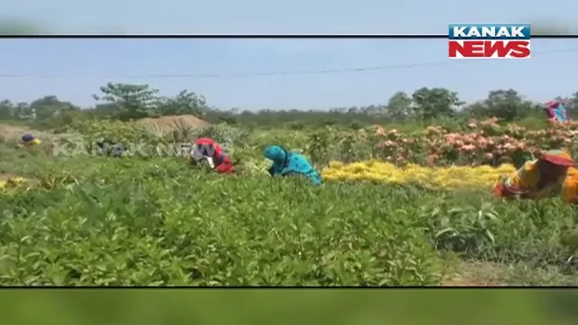 ରୋଜଗାର ଦେଉଛି ଉଦ୍ୟାନ କୃଷି । ଯାଜପୁର ଜିଲ୍ଳା ବଡଚଣା ବ୍ଲକ ଭୁଷଣ୍ଡପୁର ଗାଁର ଅବିନାଶ ରାଉତଙ୍କ ପ୍ରୟାସ । ୪ ଏକର ଜାଗାରେ ଫାର୍ମ କରି ନିଜେ ରୋଜଗାର କରିବା ସହ ୪୦ ଜଣଙ୍କୁ ଦେଇଛନ୍ତି ନିଯୁକ୍ତି