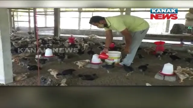 ରୋଜଗାର ପାଇଁ ଯୁବ ଇଞ୍ଜିନିୟରଙ୍କ କୁକୁଡା ଚାଷ । କରୋନା ଛଡାଇନେଲା ଚାକିରୀ, ଚାଷ କରି ପାଇଲେ ସଫଳତା, ବାଲେଶ୍ୱରର ରାଜେଶ ଏବେ ଅନ୍ୟଙ୍କ ପାଇଁ ପ୍ରେରଣା ।