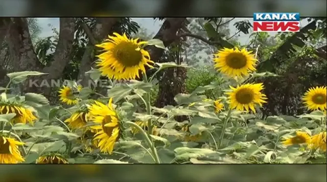 ନିମ୍ନମାନର ବିହନ ଦେଇ ଚାଷୀଙ୍କୁ ଠକିଦେଲା ଆନ୍ଧ୍ର ବେପାରୀ । ଠିକରେ ହେଉନି ସୂର୍ଯ୍ୟମୁଖୀ ଚାଷ, ଏପଟେ ସରକାର ଦେଉନାହାନ୍ତି ସହାୟତା, ଚିନ୍ତାରେ କୋରାପୁଟ ଚାଷୀ ।